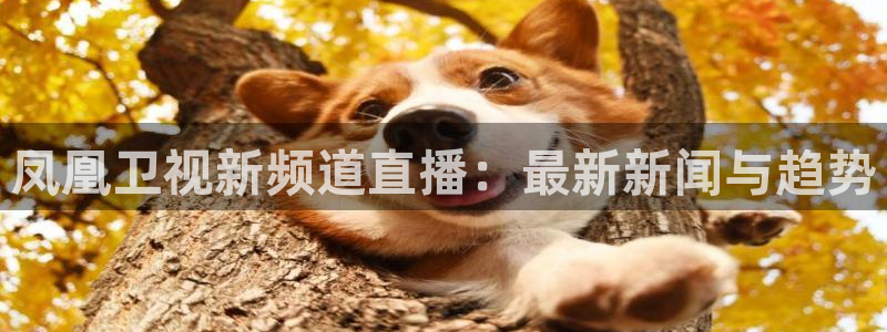 鲸鱼体育比赛直播